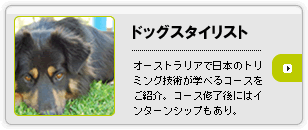 �h�b�O�X�^�C���X�g