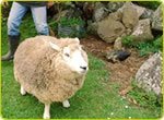 �A���}�Z���s�[���}�b�T�[�W