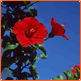 �^�����ŕč��i�Z�����I�v���O�����ɐ\���񂾂瓖�I���܂����I